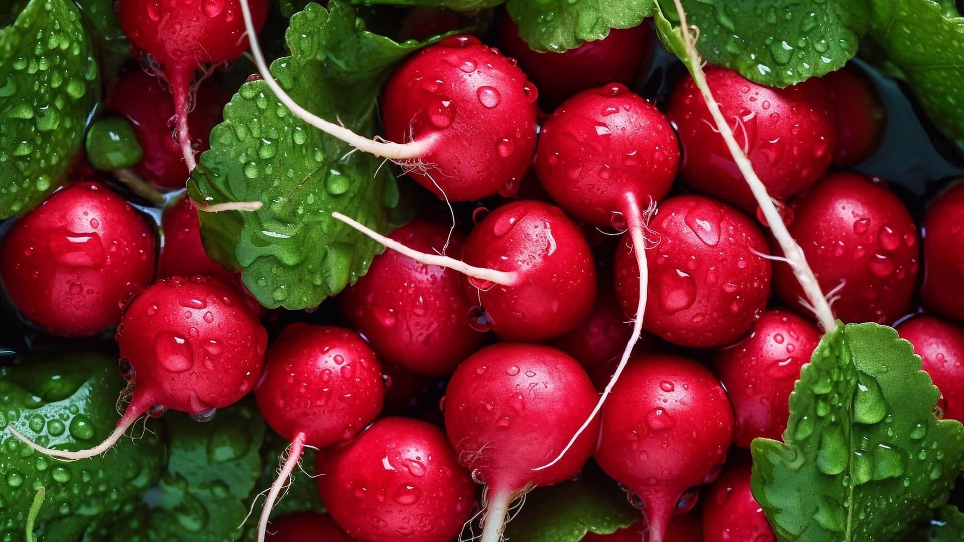 Hvordan oppbevare reddiker