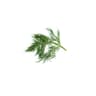 dill